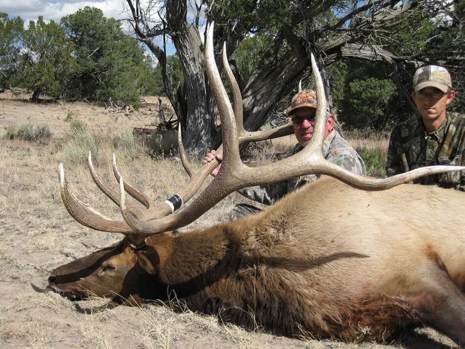 Guided Bull Elk Hunting in Arizona | BMO Hunts